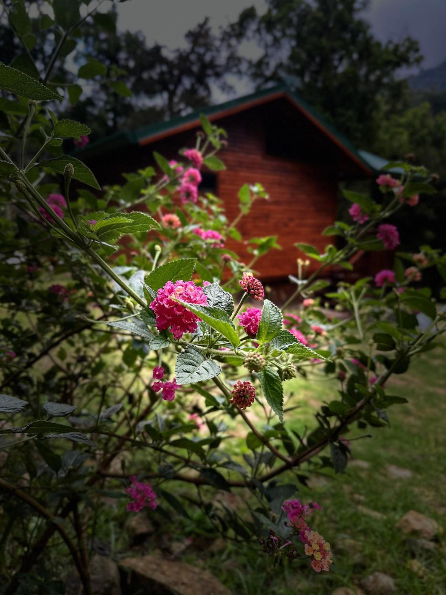 Entre Arboles Lodge San Gerardo de Dota Exterior photo